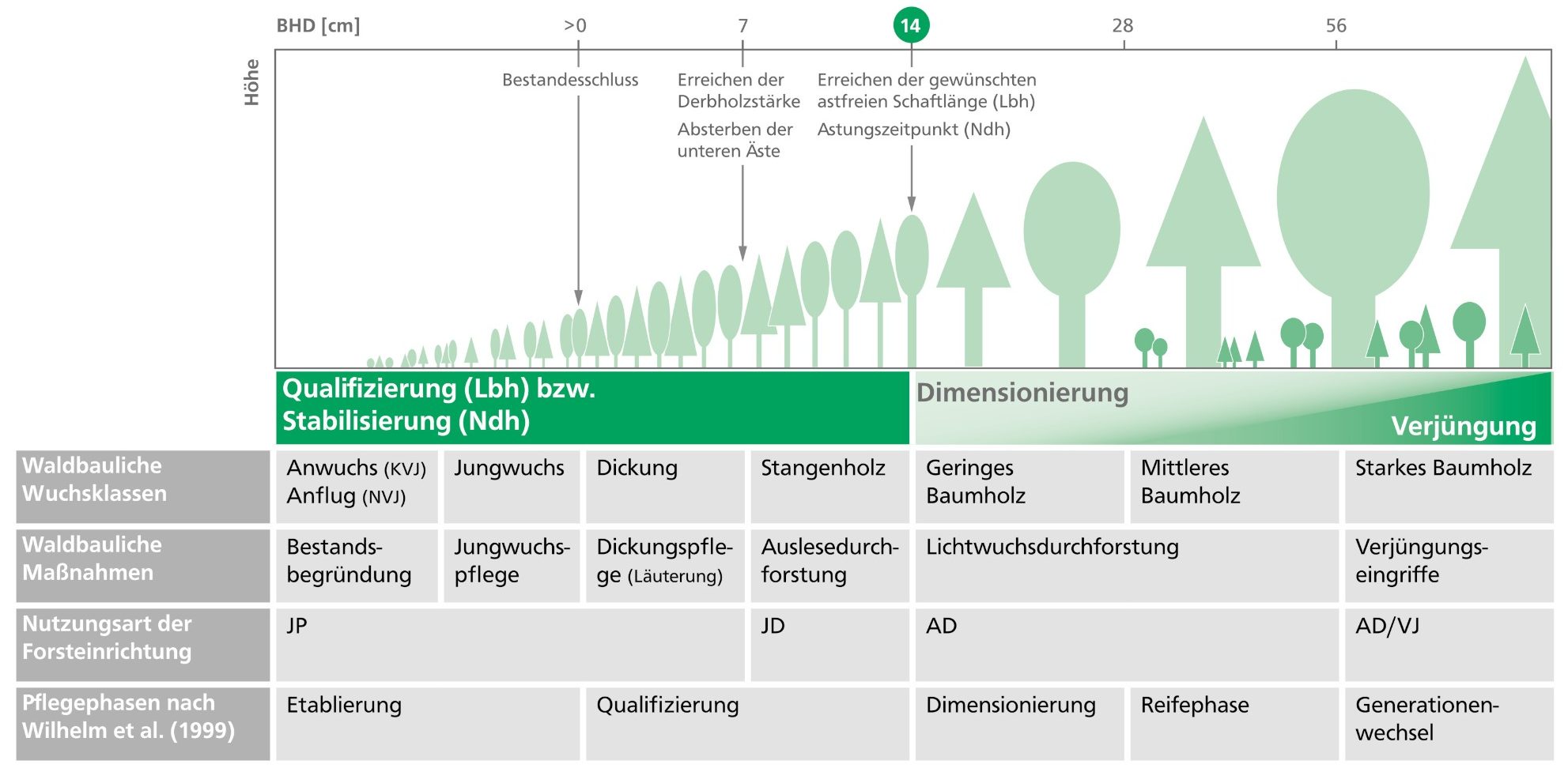 Quelle: https://www.waldwissen.net/assets/waldwirtschaft/waldbau/pflege/lwf_merkblatt_54/lwf_merkblatt_54_phasen.jpg